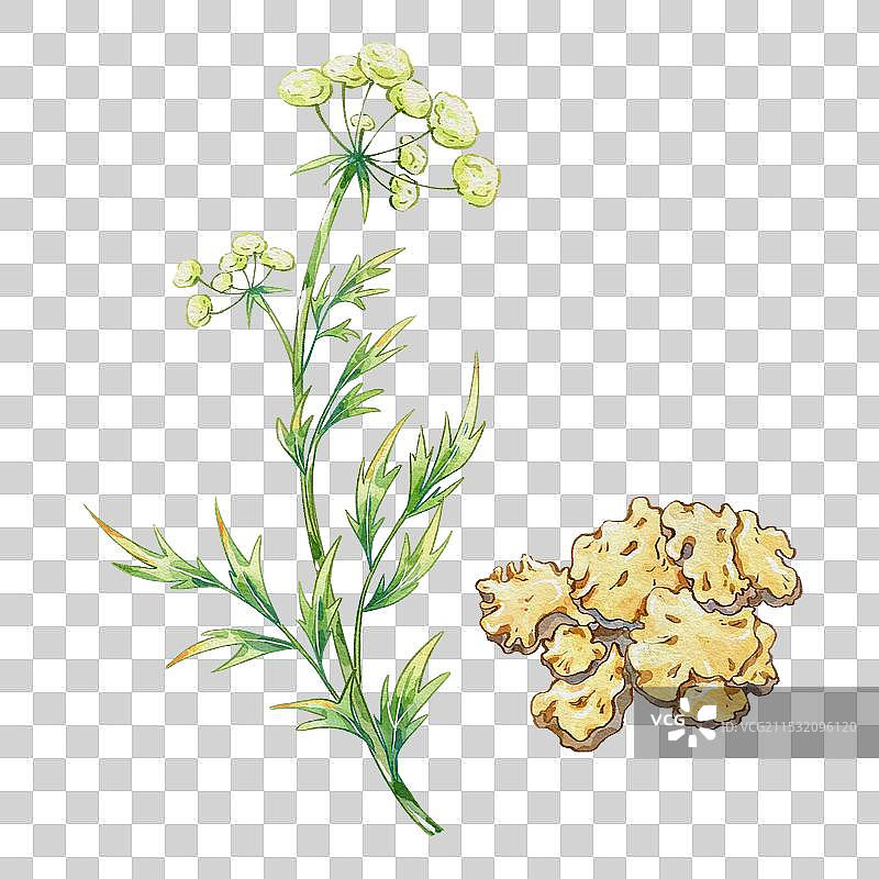 川芎手绘中药材水彩插画图片素材
