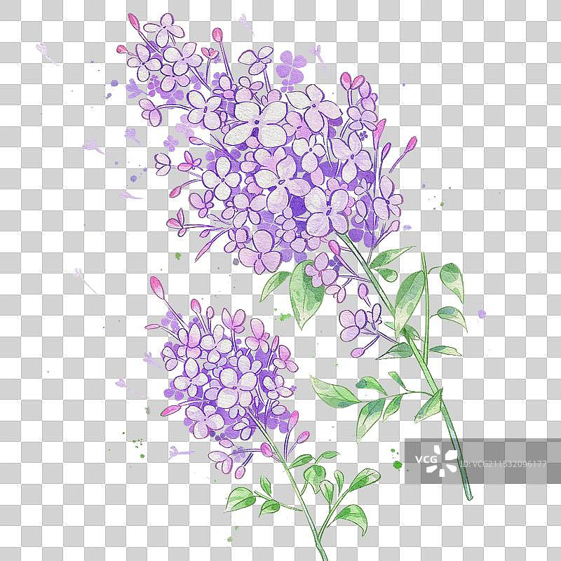 丁香手绘中药材水彩插画图片素材