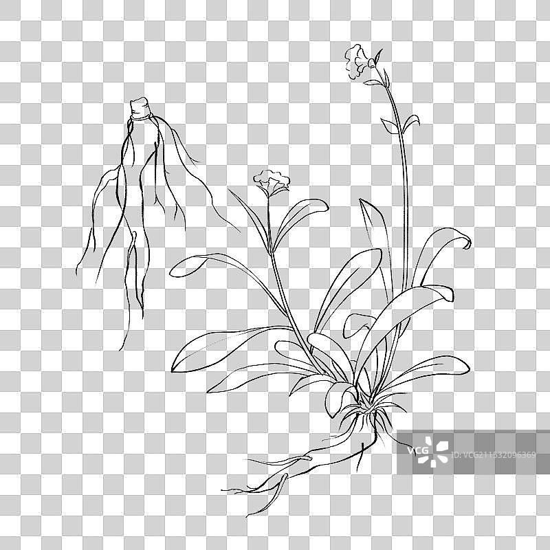 甘松手绘中药材水彩插画图片素材