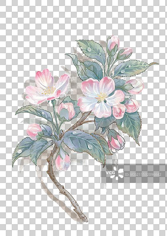 水彩海棠花图片素材