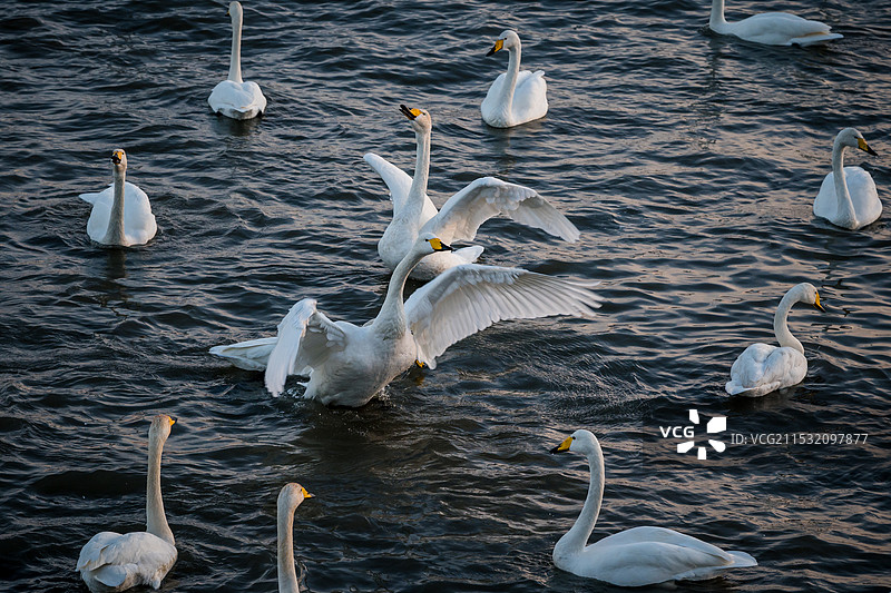 威海烟墩角野生大天鹅图片素材