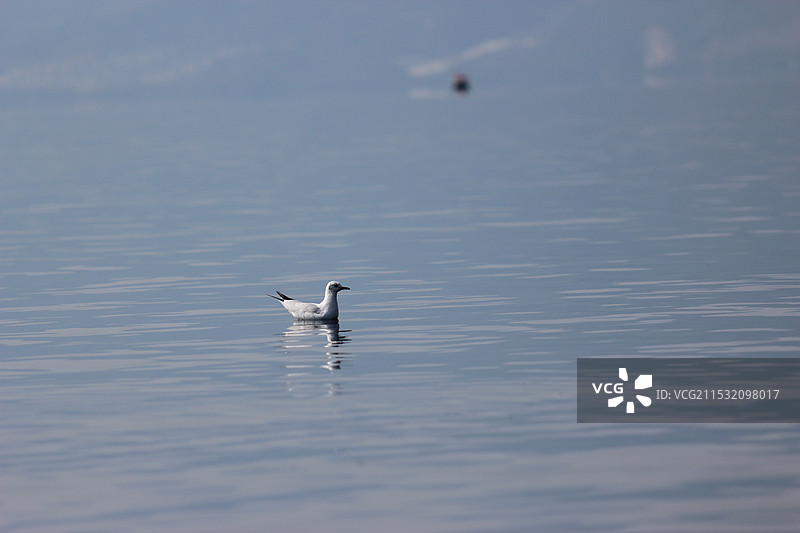 抚仙湖上的水鸟图片素材