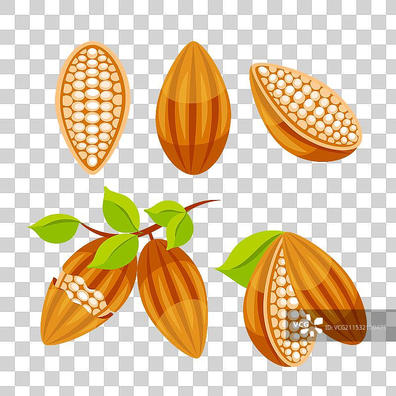 整颗可可豆切成两半和巧克力图片素材