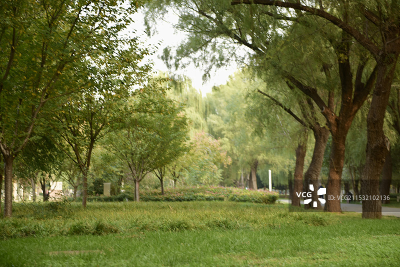 深秋·郑州古树苑图片素材