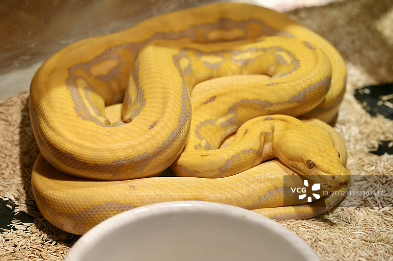 网纹蟒（变异个体）图片素材