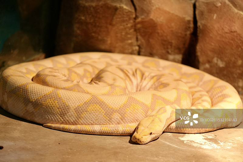 网纹蟒（变异个体）黄金蟒图片素材