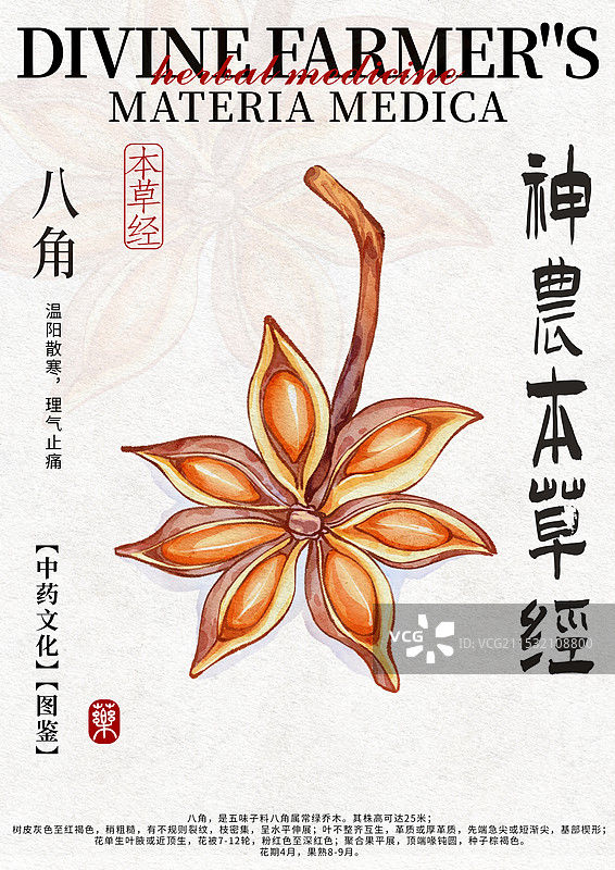 八角中药材水彩设计模版图片素材