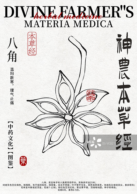 八角中药材水彩设计模版图片素材
