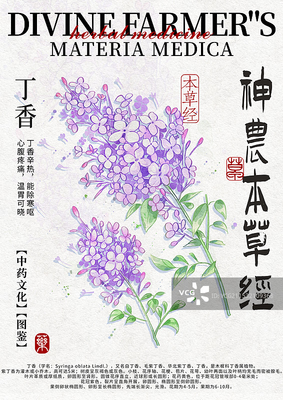 丁香中药材水彩设计模版图片素材