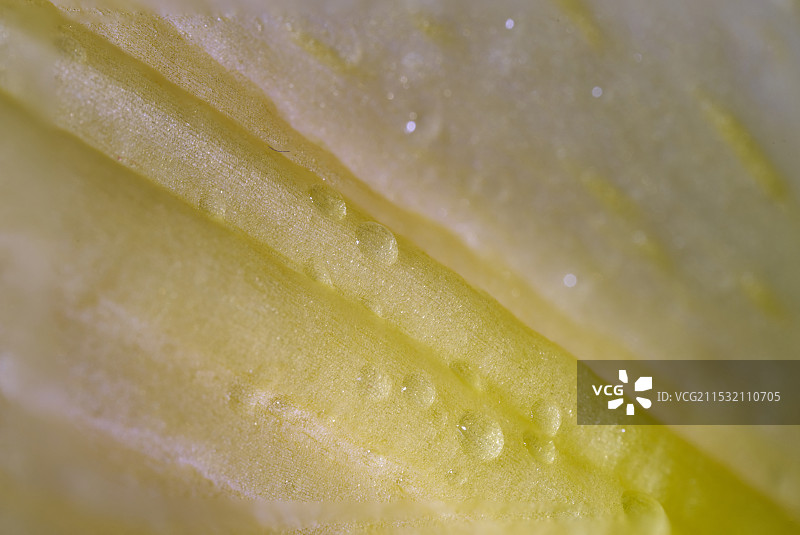 百合花微观细节图片素材