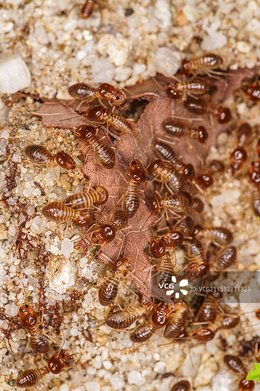 地面上的白蚁图片素材