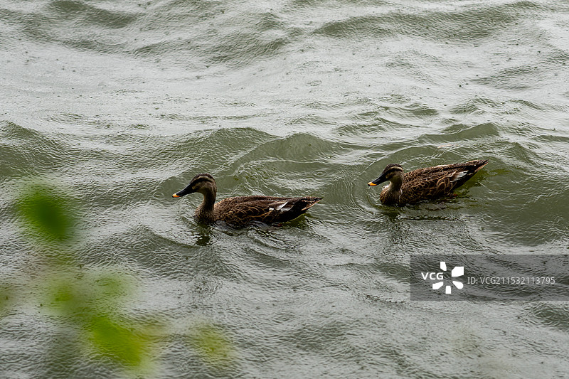 雨中西湖的鸭子图片素材