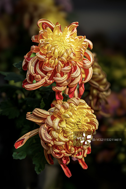 两朵菊花图片素材