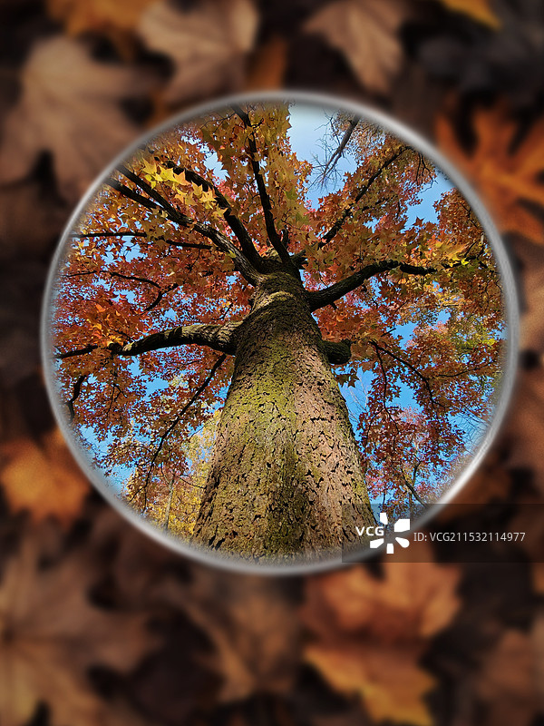 秋风扫落叶图片素材