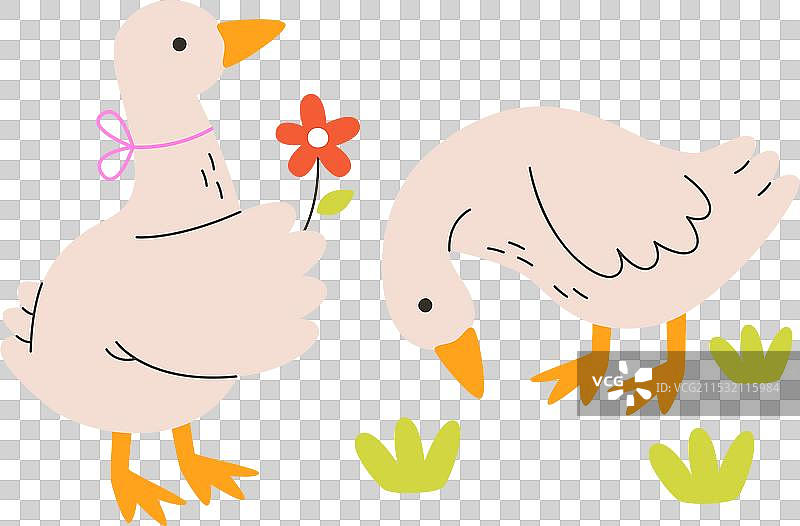 生日的鹅情侣与花朵图片素材