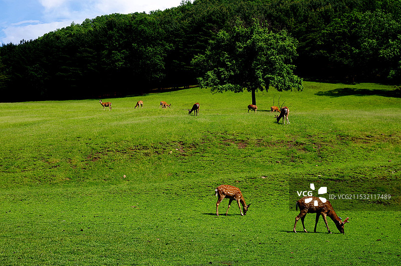 伊春金山鹿苑梅花鹿图片素材