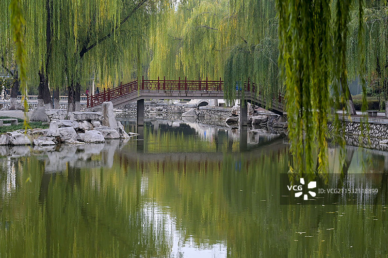 小桥湖水垂柳（拍摄于邯郸丛台公园）图片素材
