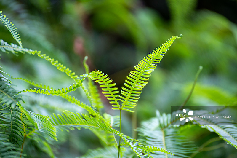 雨天后蕨类植物蓬勃生长图片素材