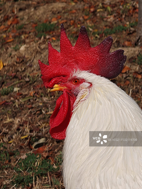 头上红冠不用裁，满身雪白走将来图片素材
