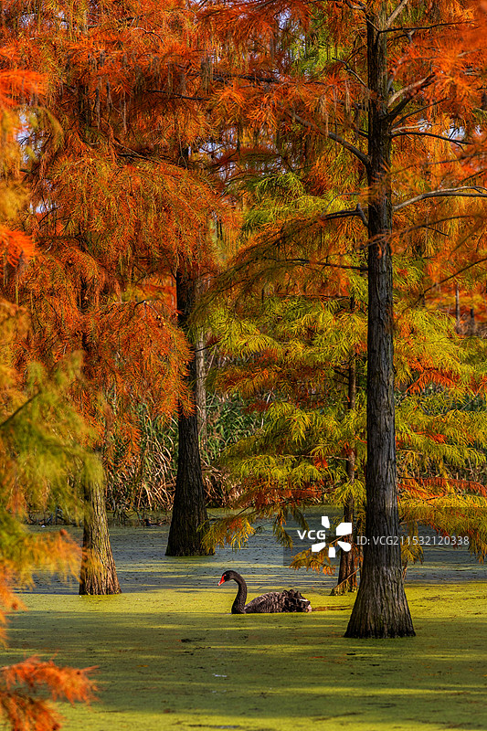 南京池杉湖湿地公园金黄色落羽杉和绿色湖面上天鹅图片素材