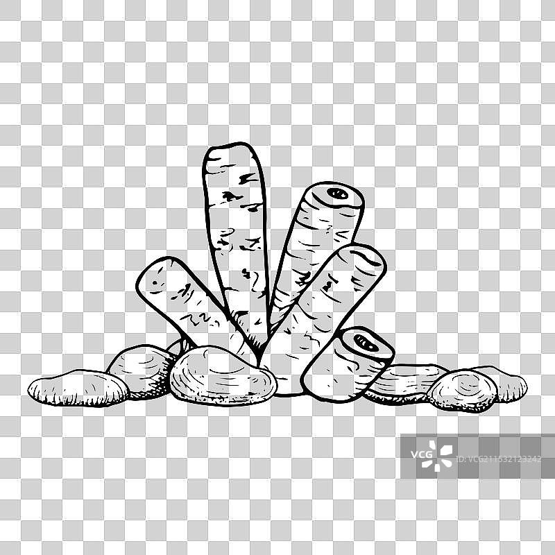 黑白色的管海绵珊瑚与海石图片素材