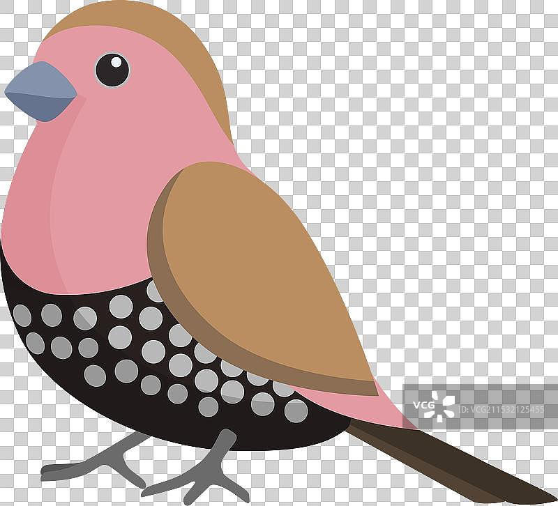 小鸟，粉色和黑色羽毛的翅膀图片素材