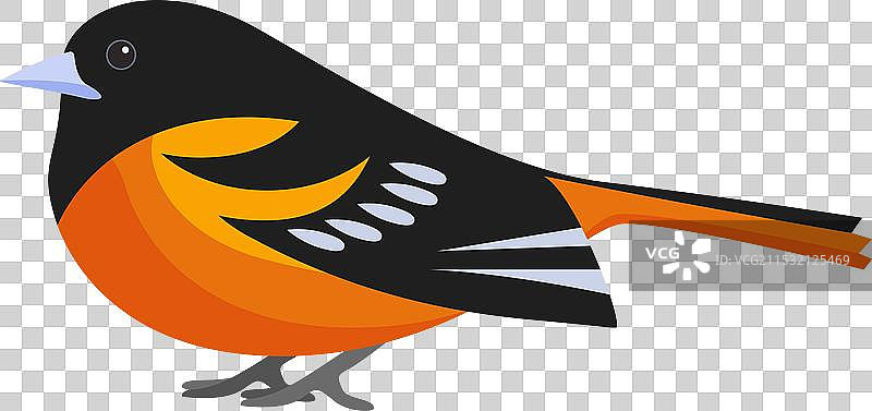 小树雀（Fringilla coelebs）雄鸟栖息在小枝上图片素材