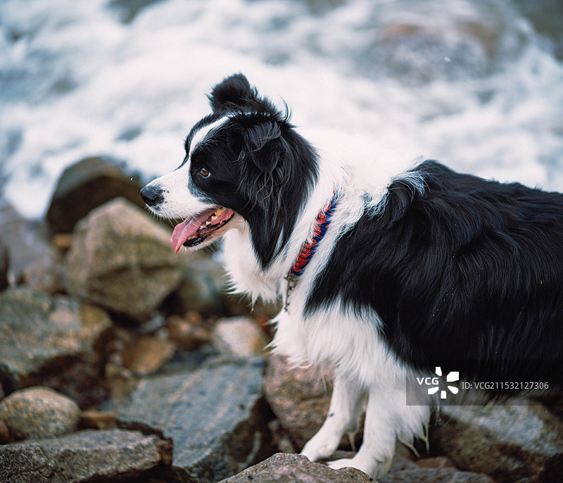 充满活力的狗狗图片素材