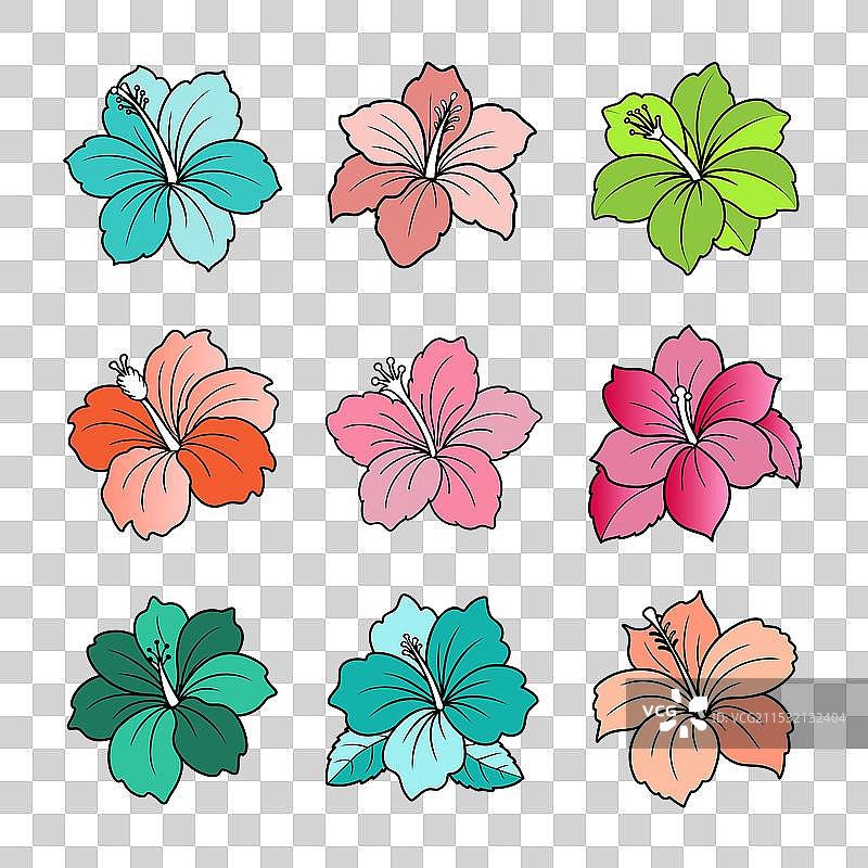 热带木槿花多色套装图片素材