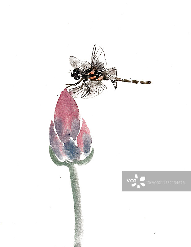 荷尖上的蜻蜓图片素材