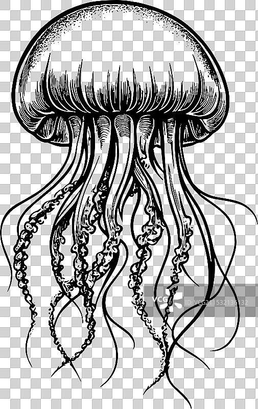 黑色水母图片素材