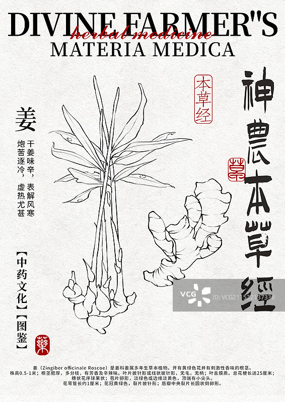 姜中药材水彩设计模版图片素材