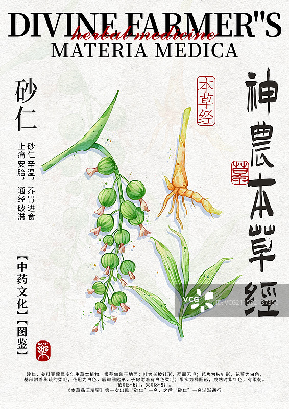 砂仁中药材水彩设计模版图片素材