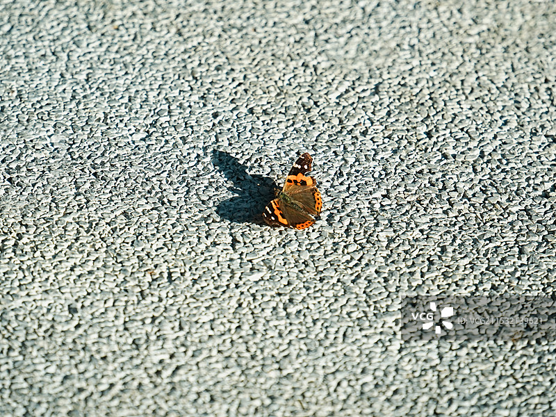 大花蛱蝶图片素材