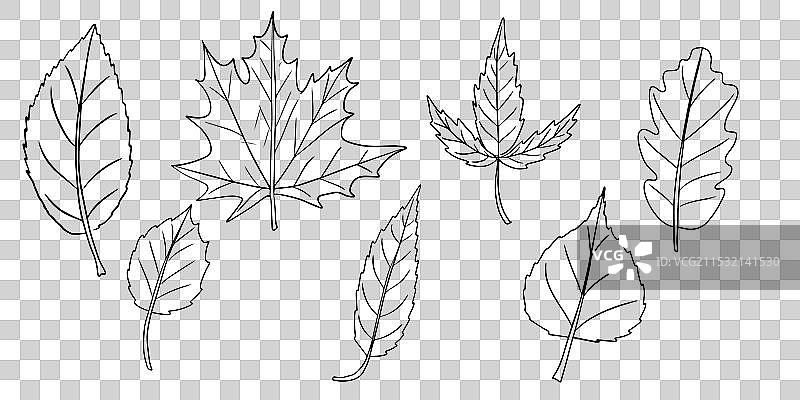 设置线条叶子 060824图片素材