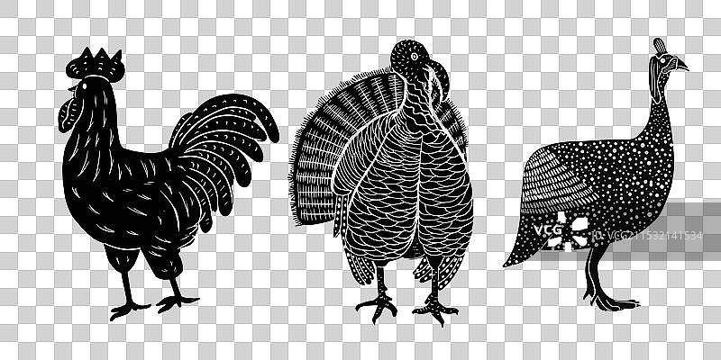 版画鸟类 080824图片素材