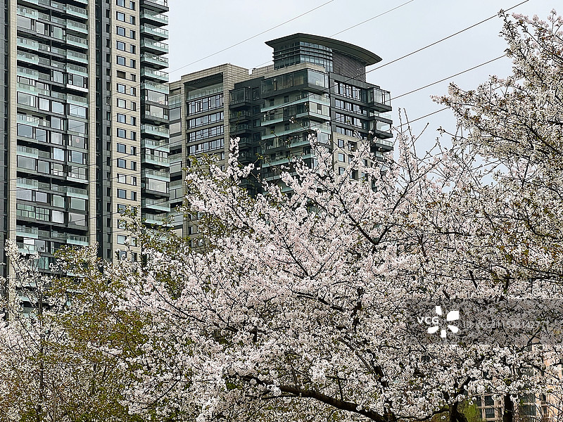 春日武汉东湖城市樱花公园风景图片素材