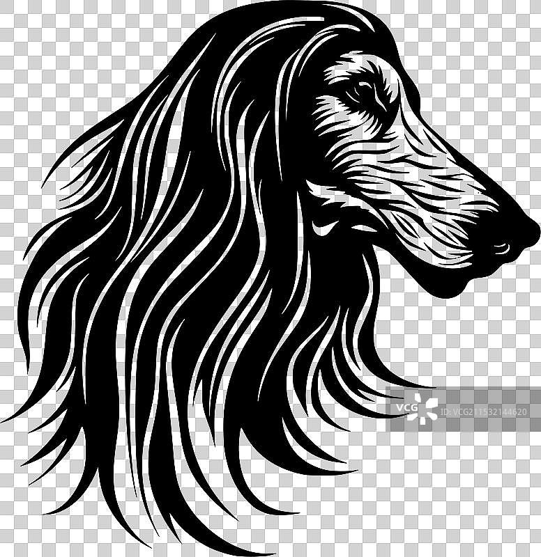 阿富汗猎犬 - 黑白色图片素材