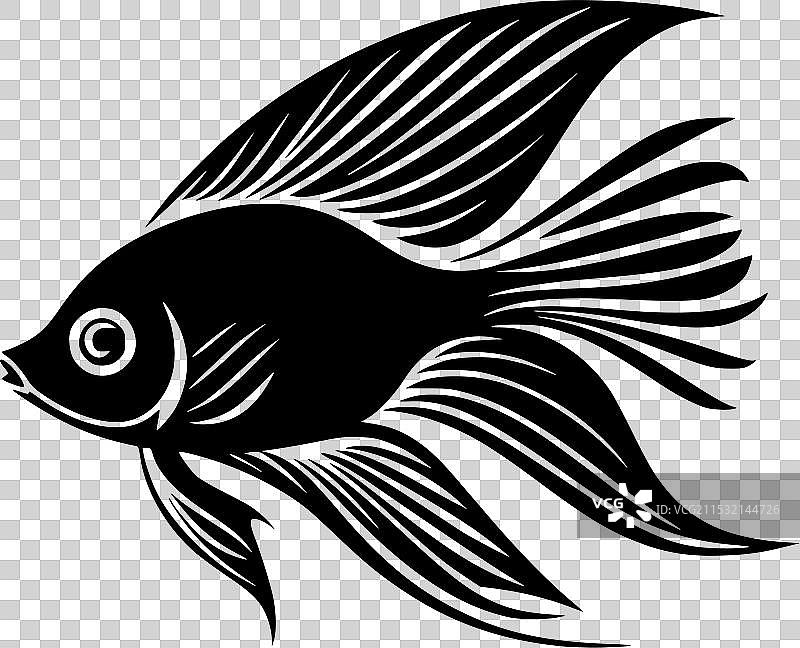 黑白天使鱼图片素材