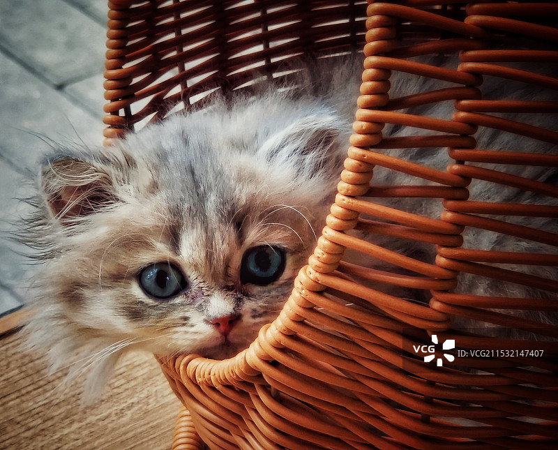 小喵喵图片素材