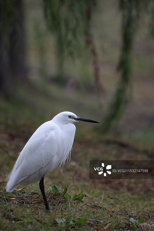 觅食的白鹭夜鹭图片素材
