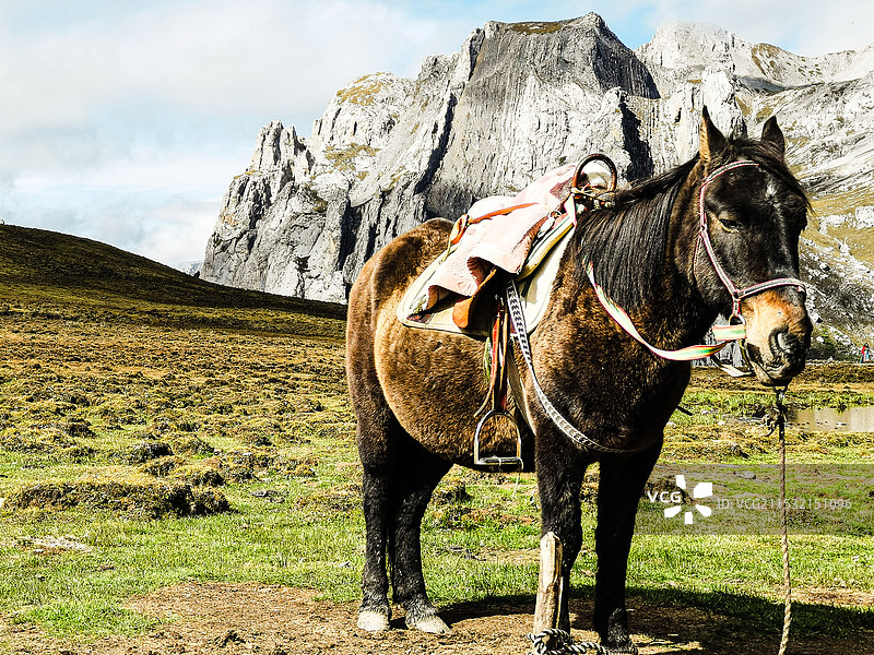 那黑卡驿站的马图片素材