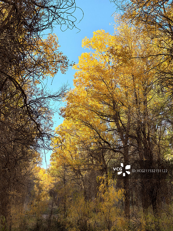金塔胡杨林炫秋时刻图片素材