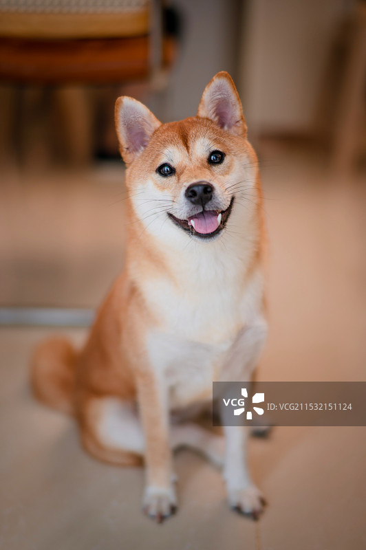 柴犬的特写 宠物狗图片素材