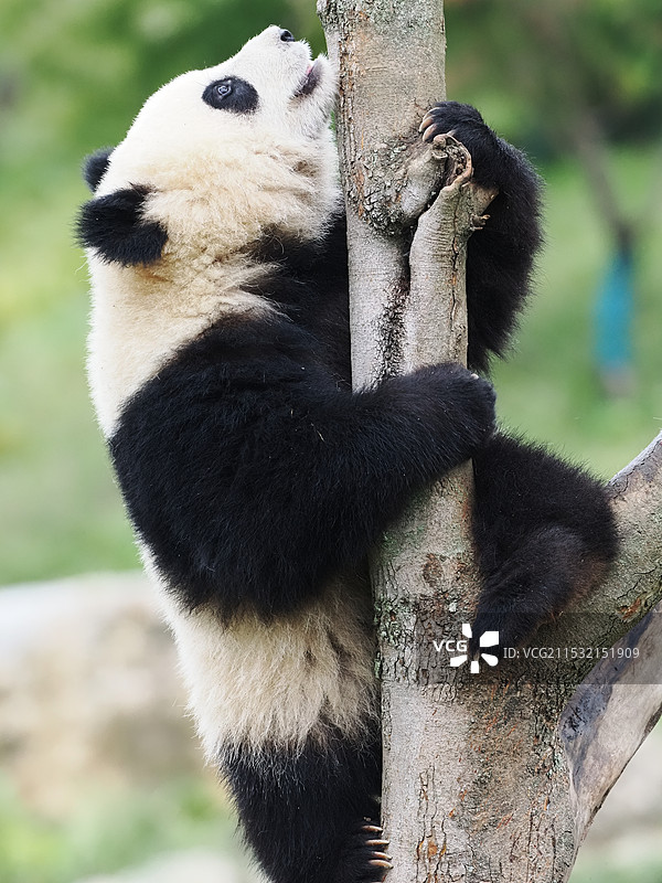 秋日熊猫图片素材