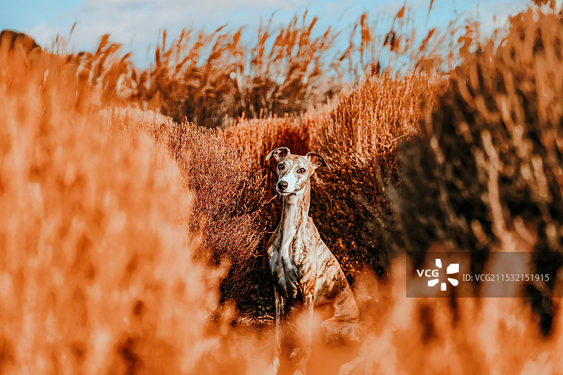 每年限定的地肤季必须不能错过图片素材