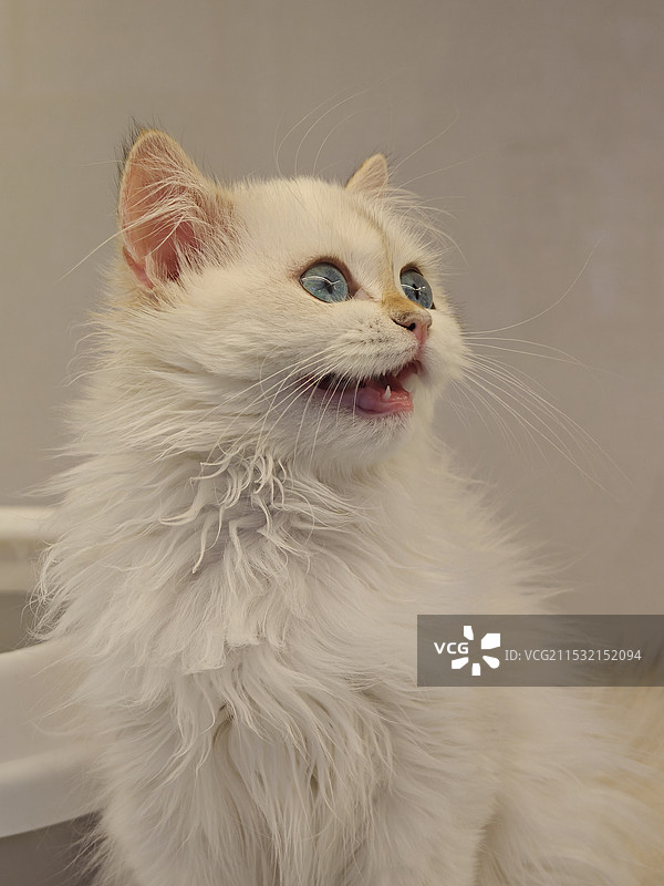 可爱的猫猫图片素材