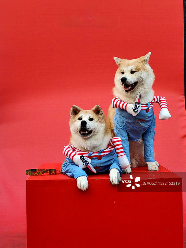 狗狗的美照图片素材