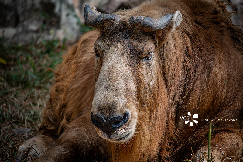 牦牛的特写镜头图片素材