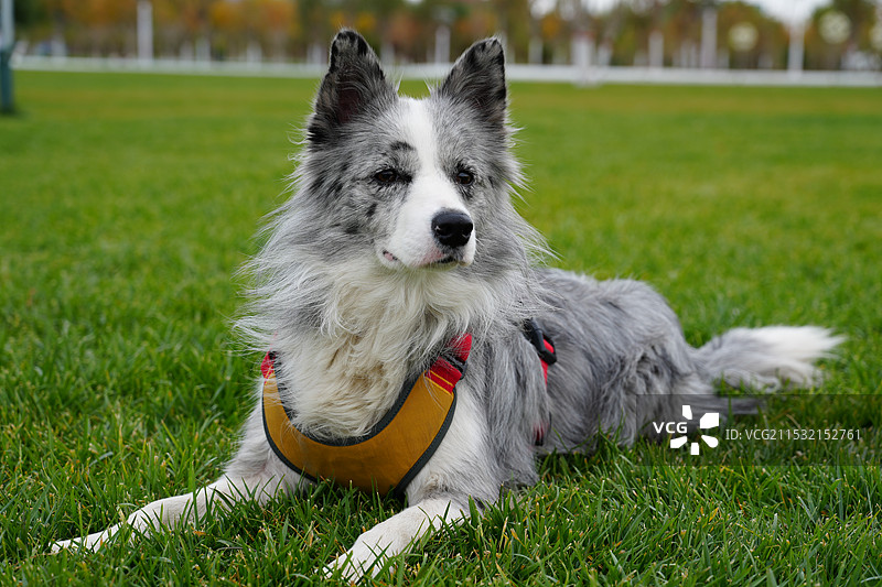 陨石边牧图片素材